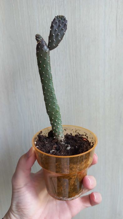 Молодило каменная роза цветы растения суккуленты уличные комнатные