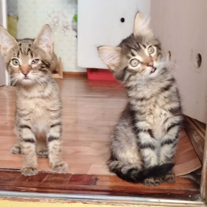 Котята-тигровые мальчики