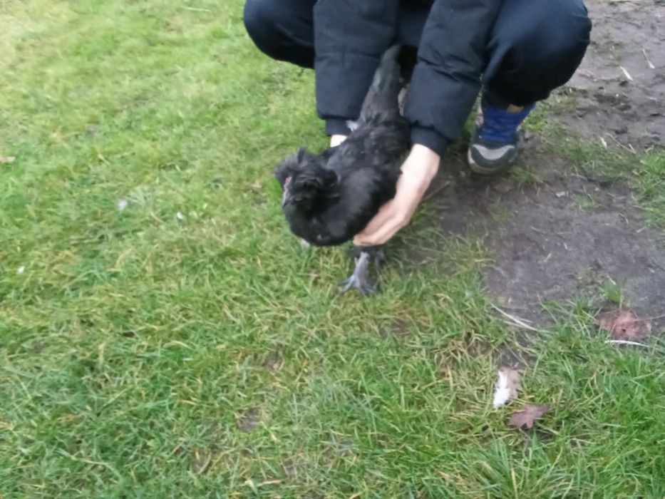 Sprzedam młode koguty mix