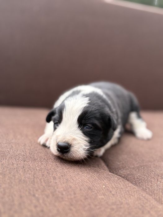 Border Collie piesek szczeniak z metryką