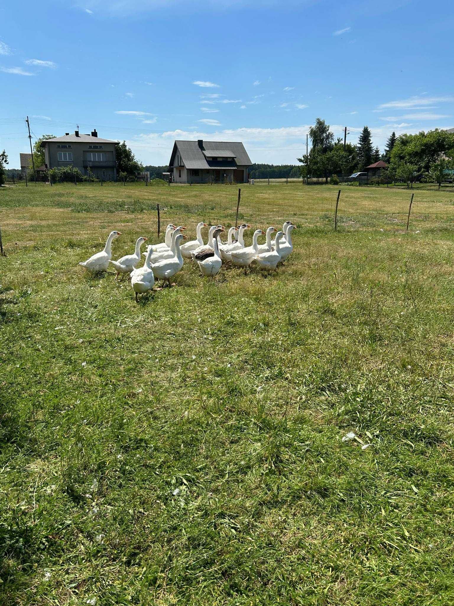 Gesi mieszanka cholmogor z tuluskimi ur 28.04.2025