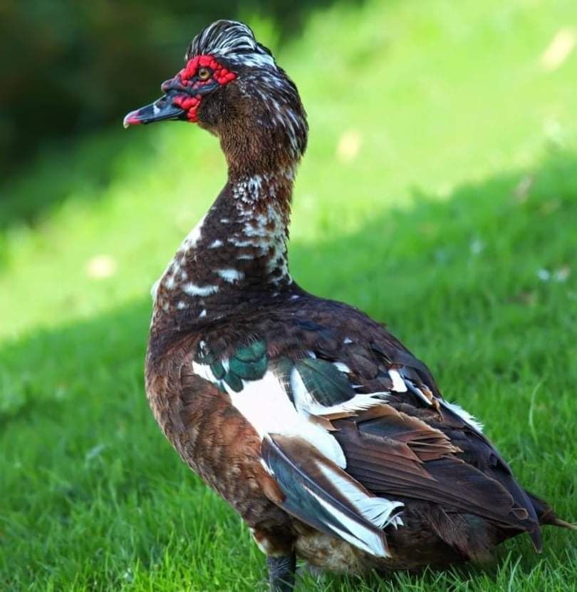 Jaja lęgowe kaczek piżmowych