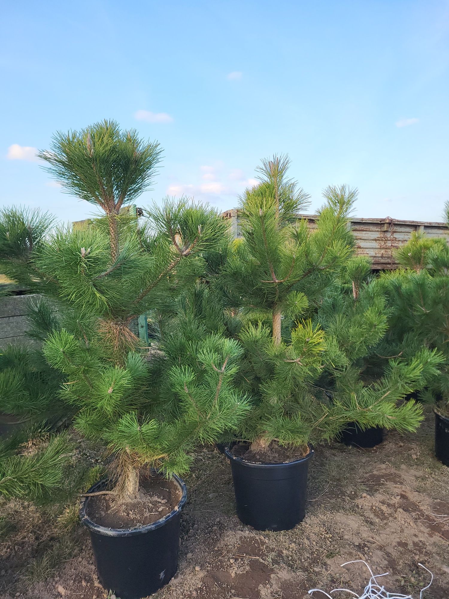 Bonsai Niwaki, drzewka formowane