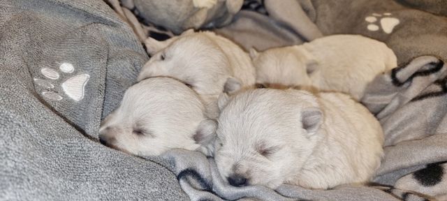 West Highland White Terrier- piesek