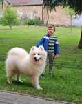 Samoyed szczeniak