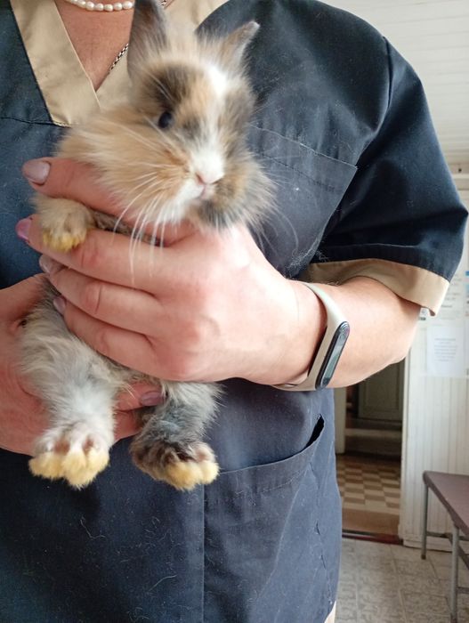 Декоративний карликовий кролик