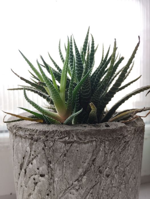 Неприхотливый Суккулент Хавортия