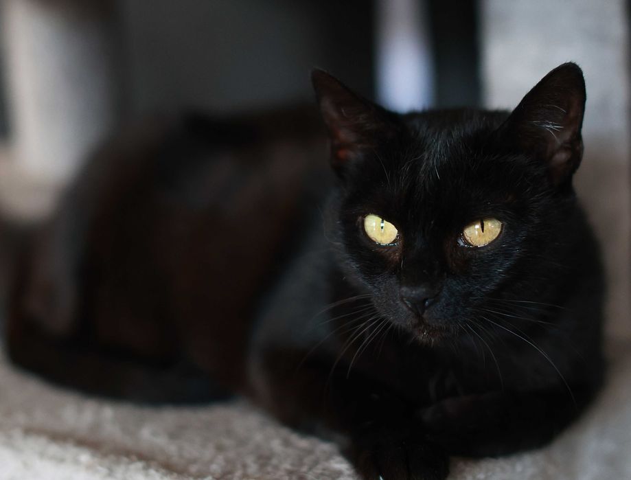 Przepiękna Nyx czeka na swojego Człowieka