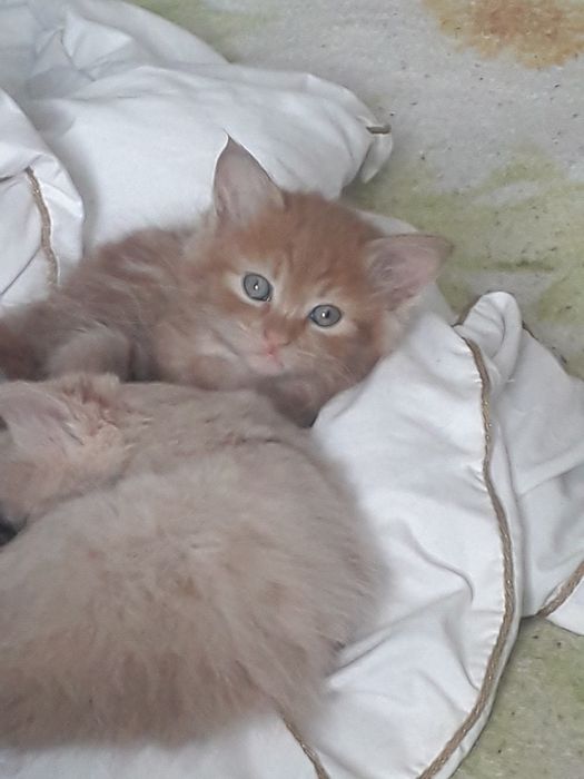 Рижий комочек счастья ищет дом
