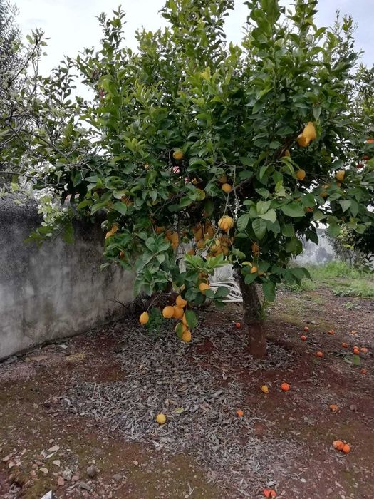 moradia para arrendar