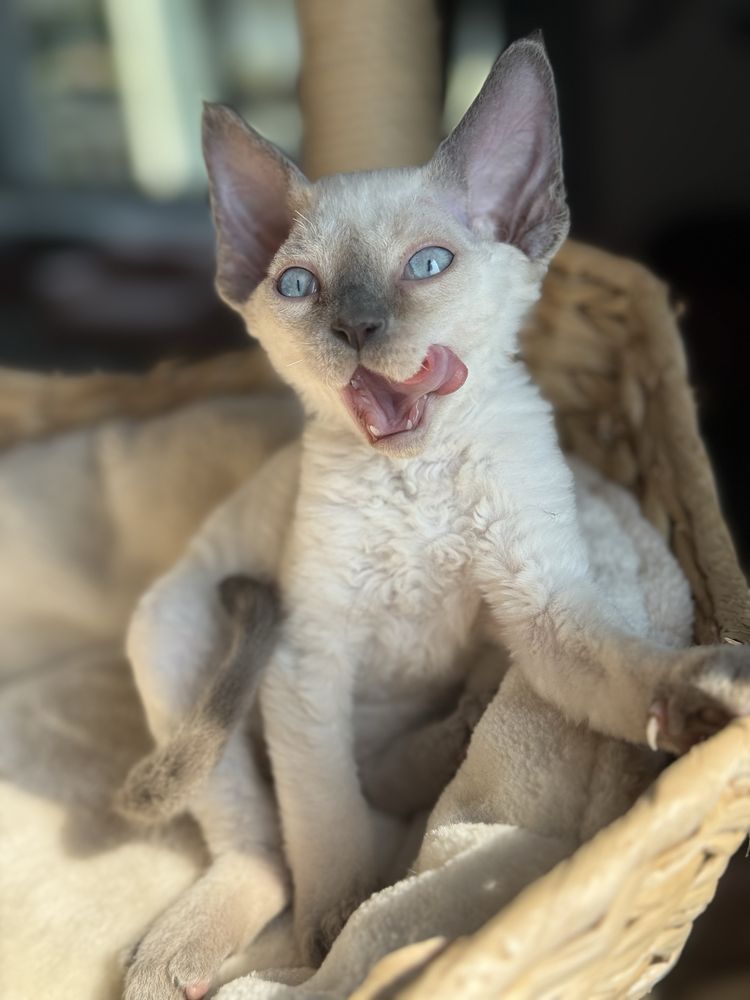 kocurek devon rex