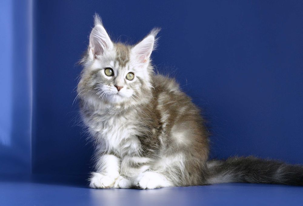 Мейн кун . Девочка 2 мес.