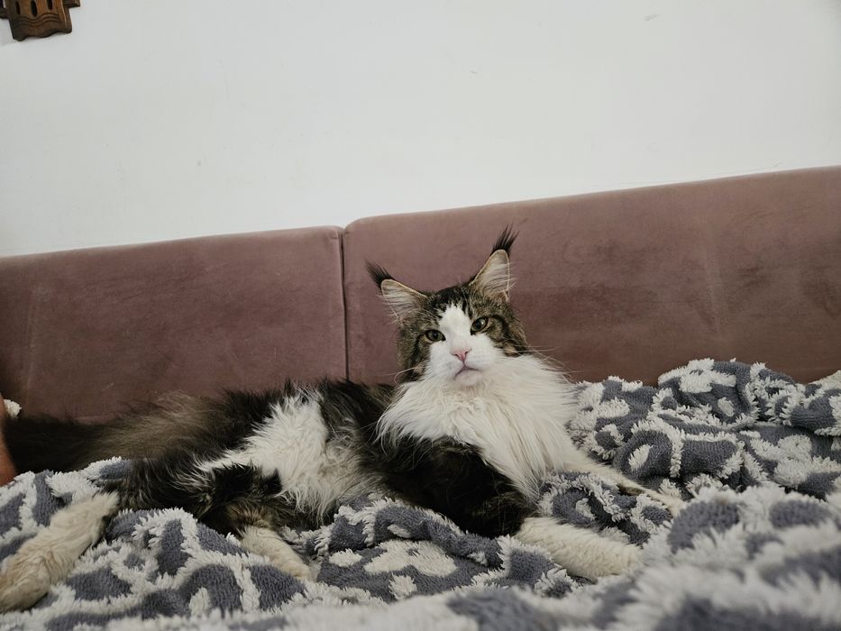 Piękna kotka Maine Coon