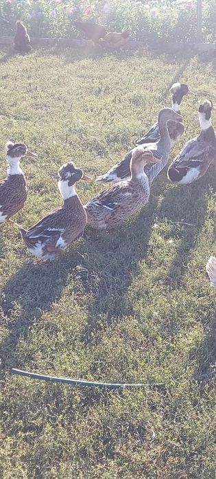 Kaczki staropolskie własnej hodowli