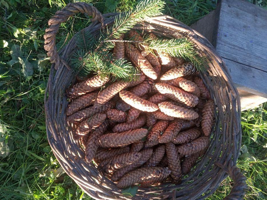 шишки еловые большие