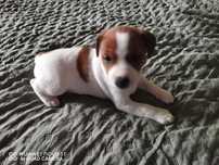 Sprzedam szczeniaka (suczkę) Jack Russel Terrier