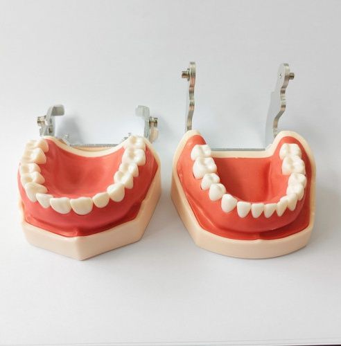 Стоматологічна модель щелепи. Посібник для школярів, студентів