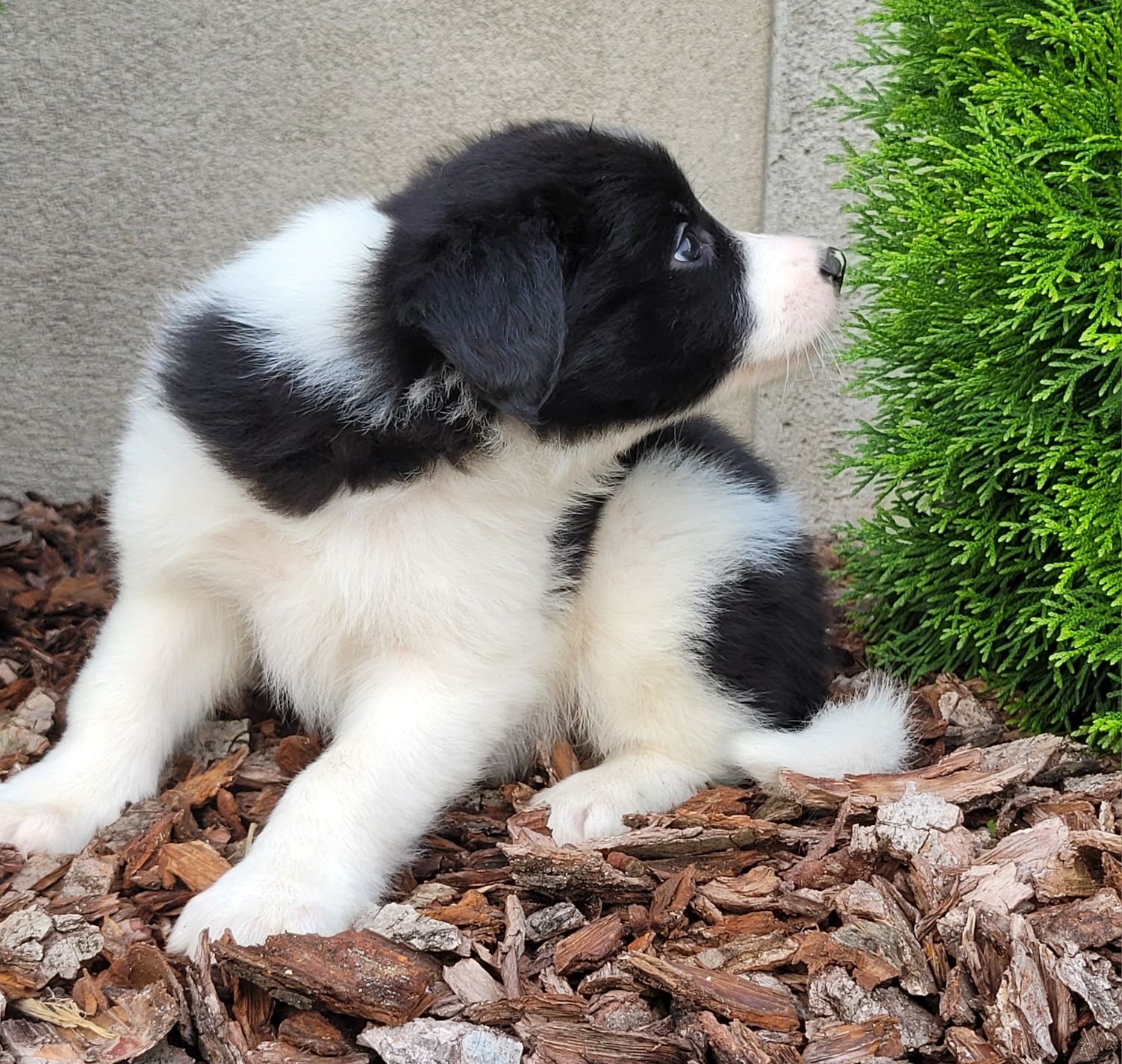 Border Collie Szczeniak Śliczny Zapraszam