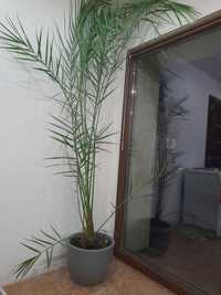 Palma daktylowa wychodowana z nasiona