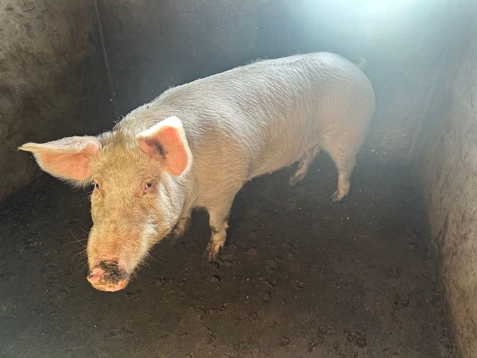 Porca caseira bisara