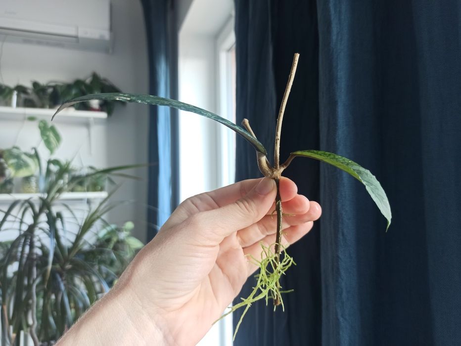 Hoya sp Sumatra hoja