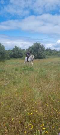 Cavalo PSL Livro Azul 12 Anos