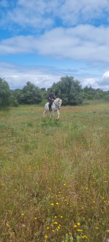 Cavalo PSL Livro Azul 12 Anos