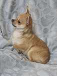 chihuchihuahua   (piesek mini XS  czekoladowy nosek)