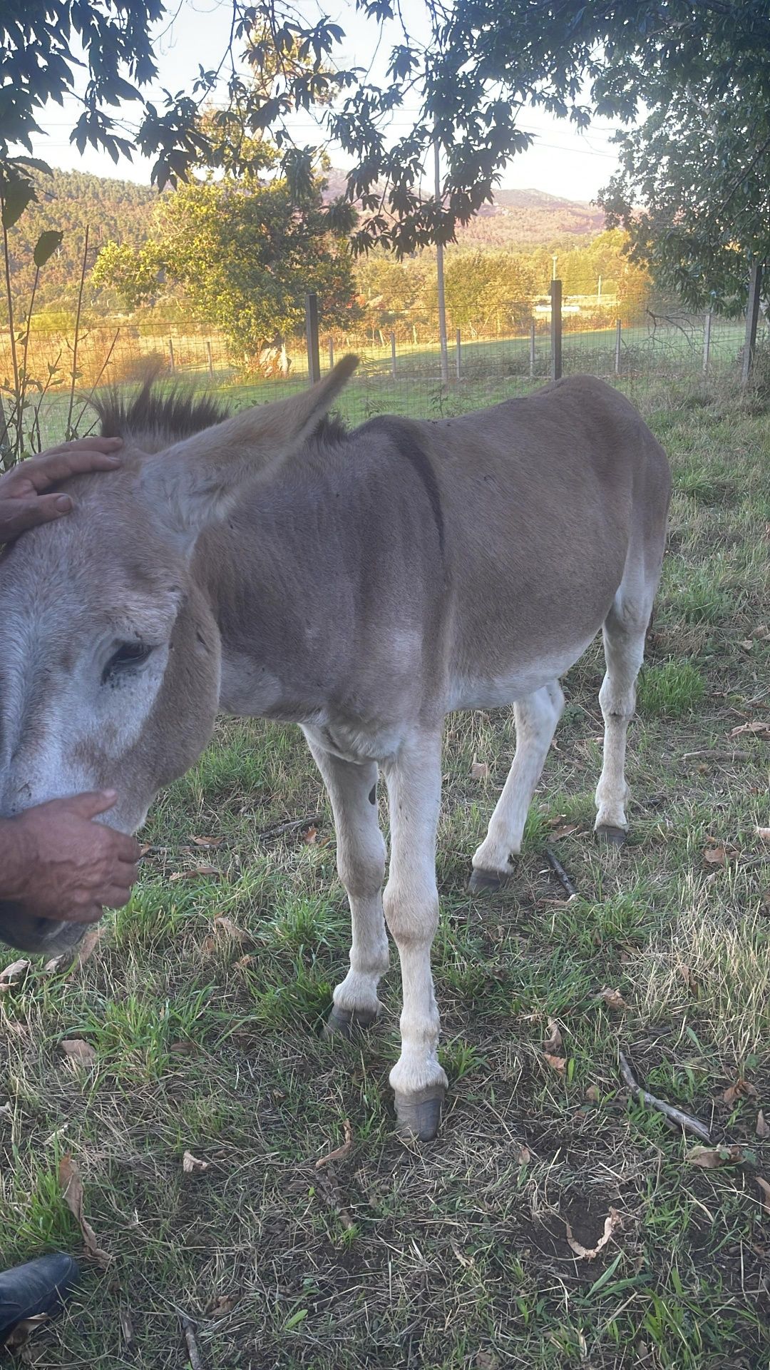 Burro 5 Anos Manso