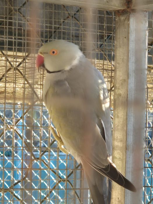 Ringneck para cedencia