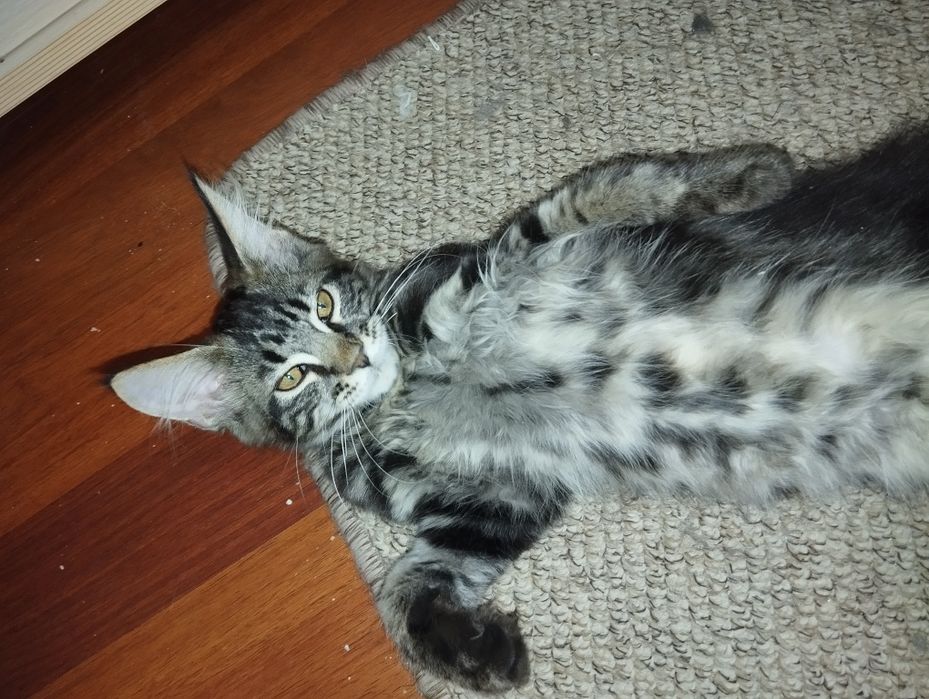 Maine Coon piękny kocurek