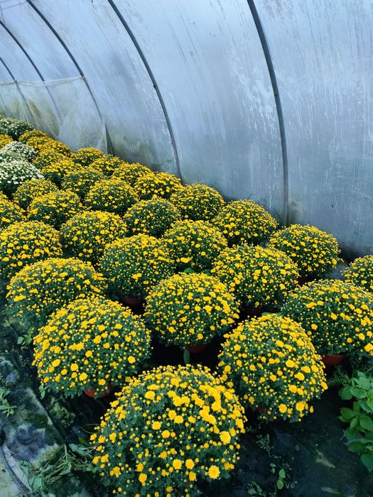 Sprzedam chryzantemy