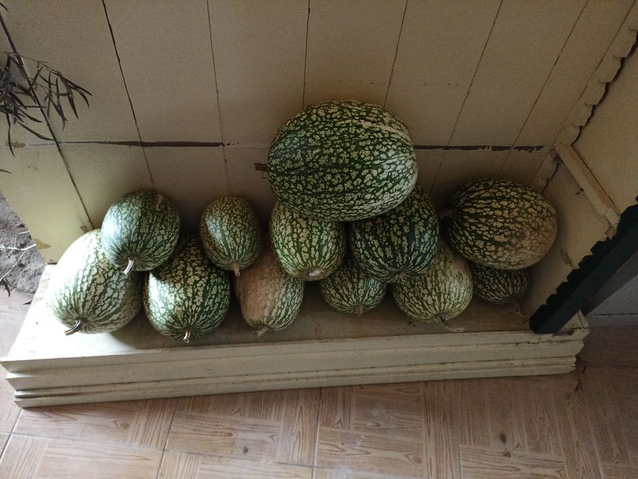 Gila Bio Biológica (abóbora ou cabaça)