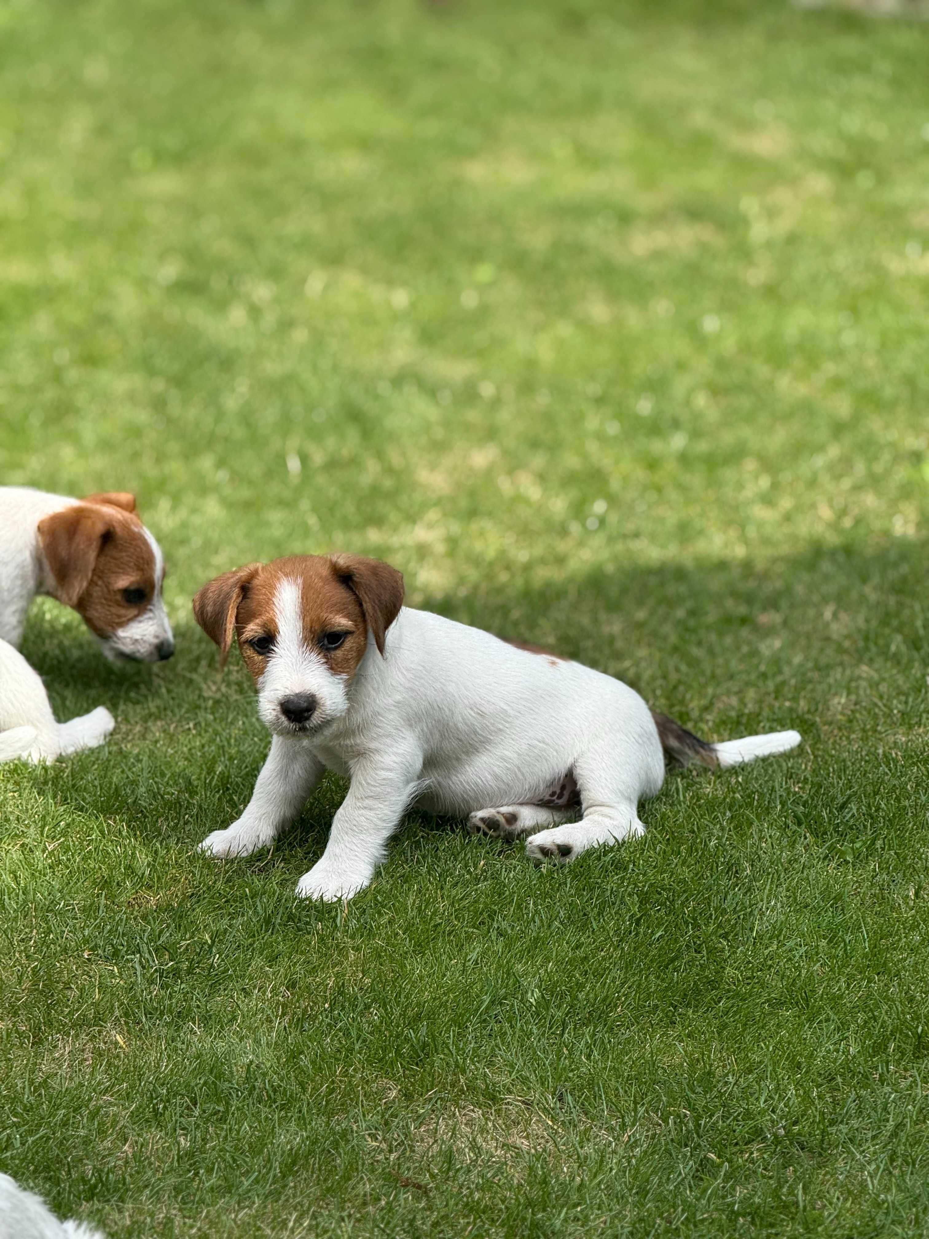 Jack Russell Terrier ROKO #S M A R T I E  J  A C K S# rodzice FCI/ZKwP