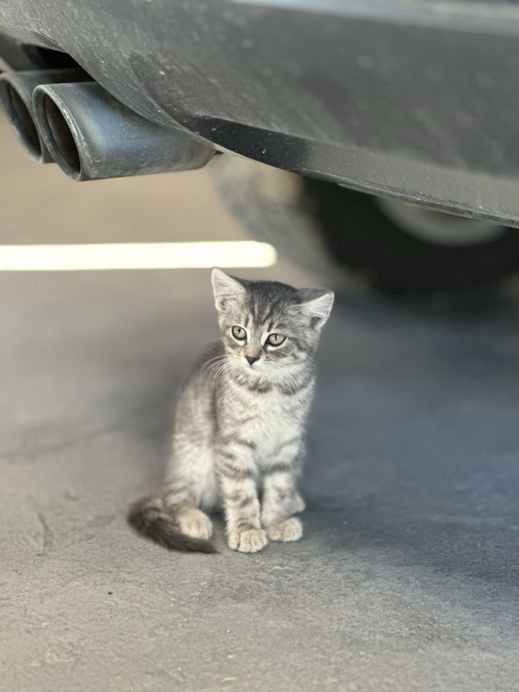 Котик безкоштовно
