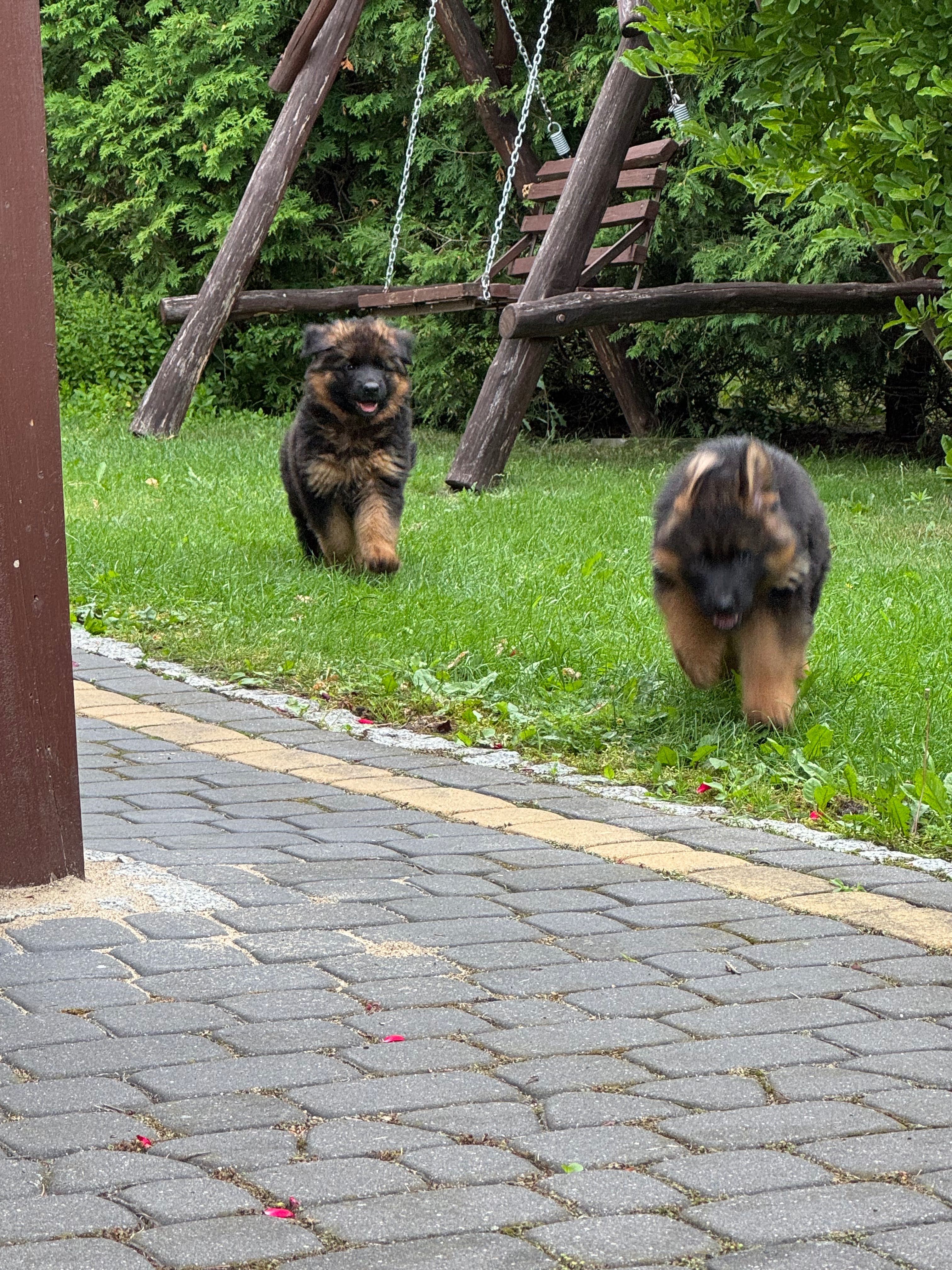Owczarek niemiecki szczeniak