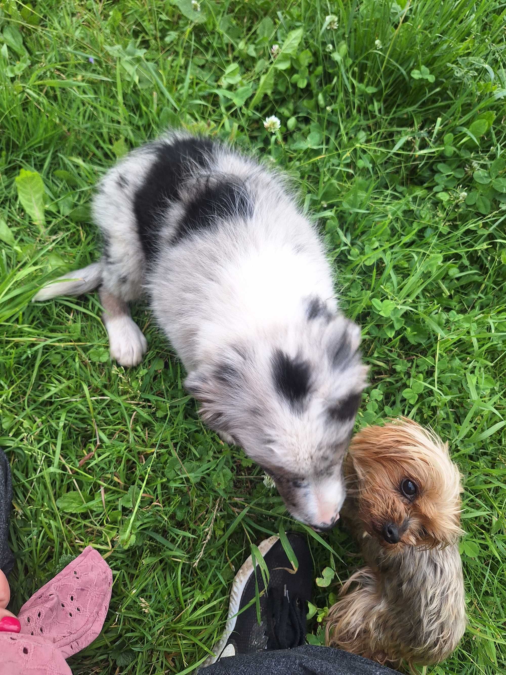 Border collie blue merle Roger z Zielonego Wyraju Piesek