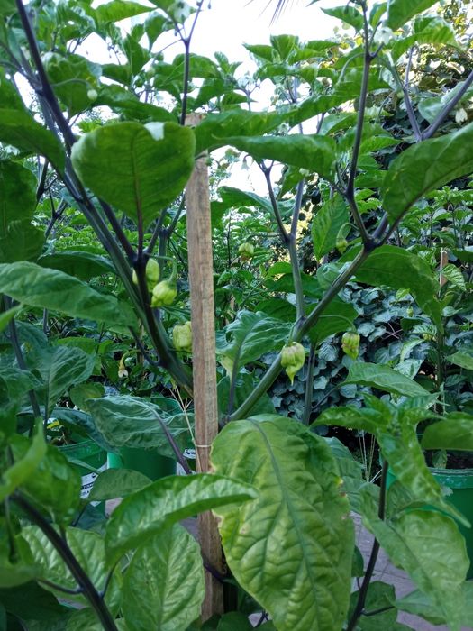 Plantas de malaguetas Carolina reaper  já com  malagueta maduras