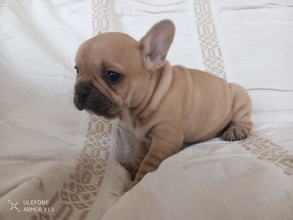 Bulldog  Francês macho