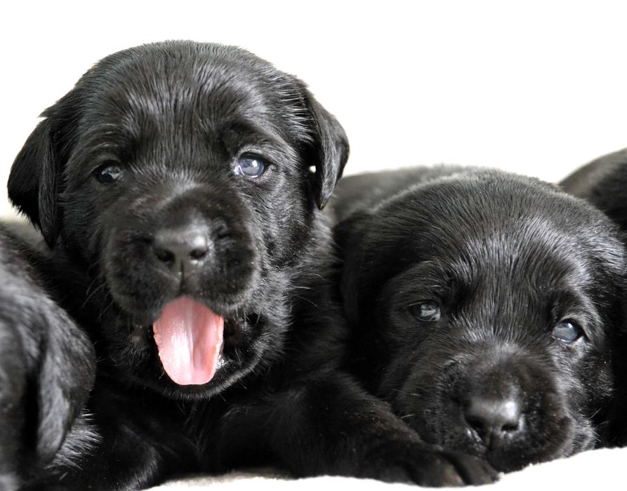 Cudowny szczeniak Labrador Retriever FCI