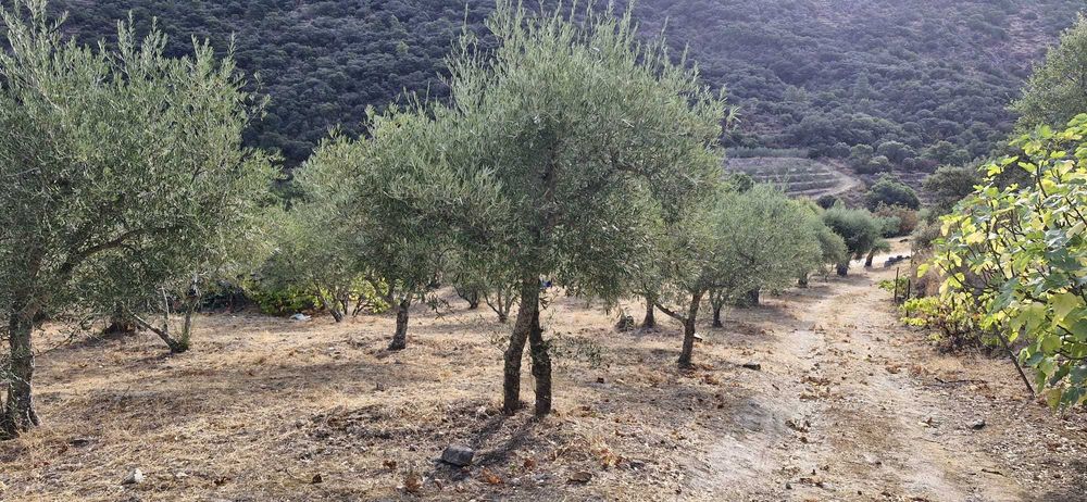 Terreno agrícola no Douro- 1,1 ha com poço, armazém e árvores de fruto