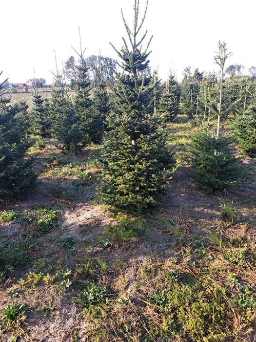 Jodła kaukaska choinki