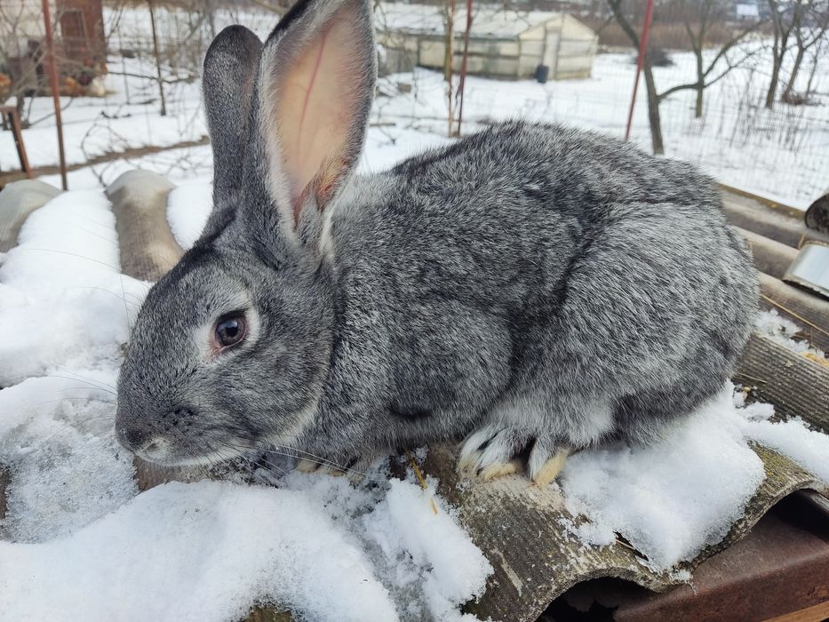 Продам кроличок вік 7 місяці