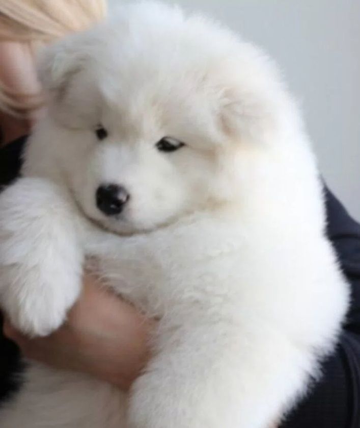 Samoyed szczeniak Samojed