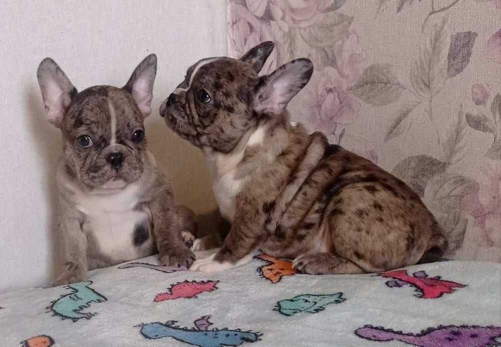 Французский бульдог. Супер качество.