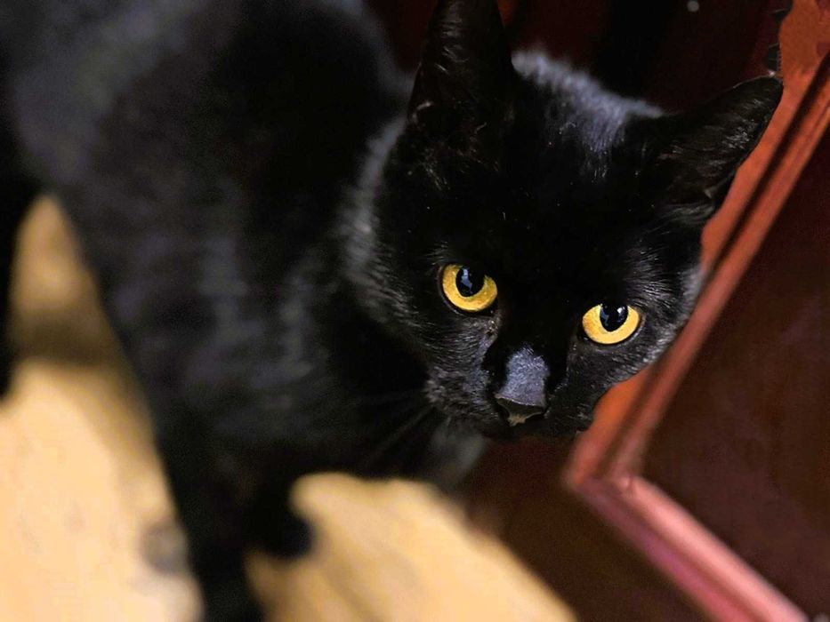 Kotka Sabrina o bursztynowych oczach