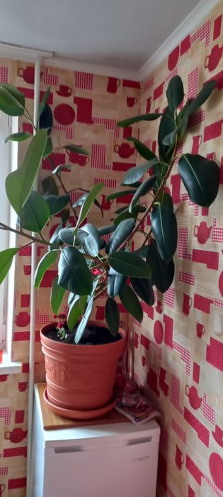 Кімнатний фікус у чудовому стані