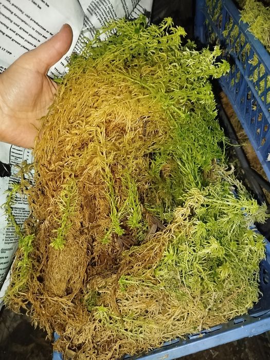 Мох Сфагнум живий