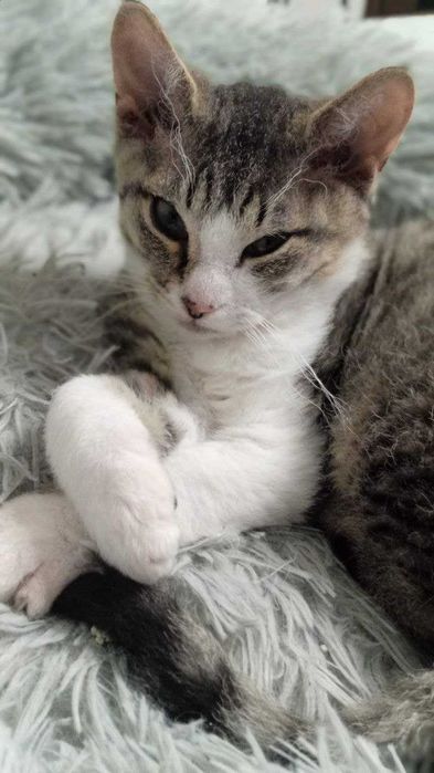 Кошеня Девон-Рекс