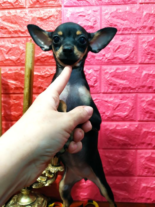 Черно-подпалая красавица мини, от двух Чемпионов! Док.КСУ,чип,привита!